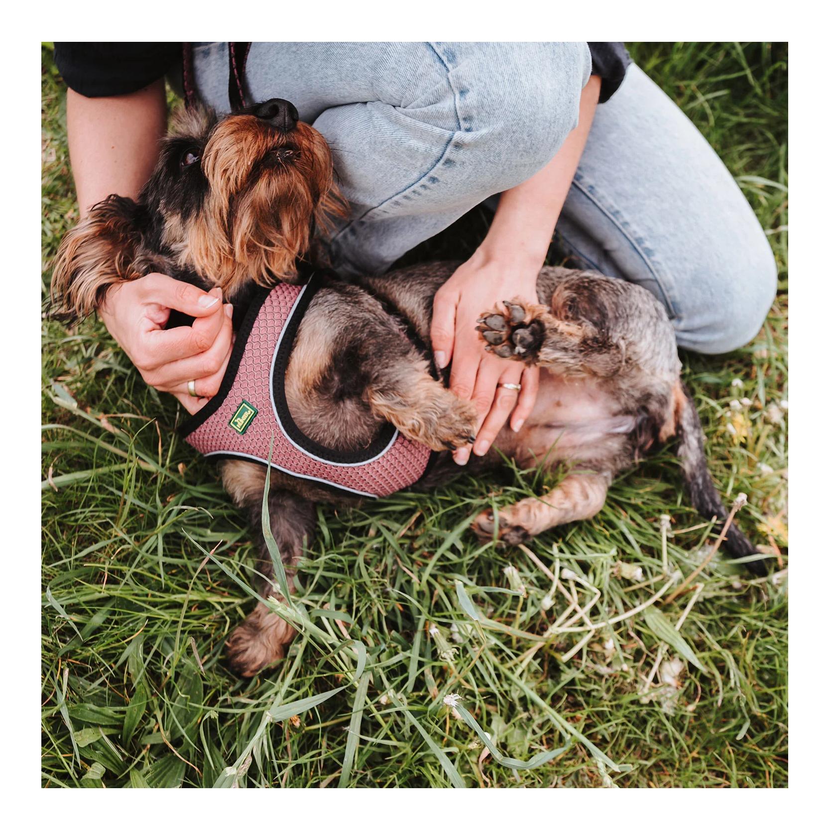 Hunter Harnais pour chien Hilo Comfort