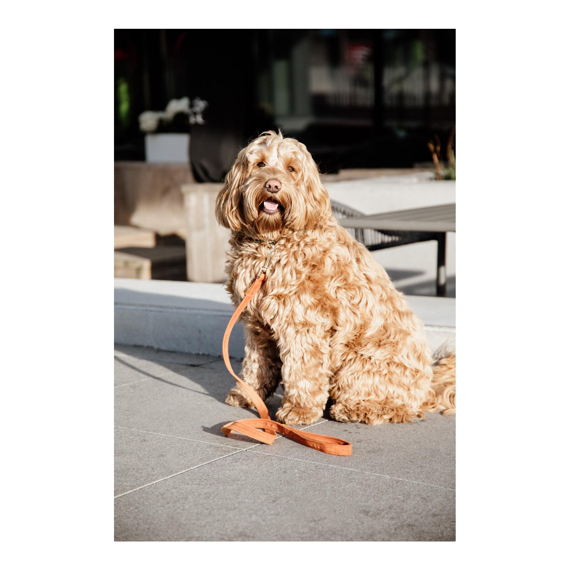 Kentucky Dogwear Hundeleine Velvet