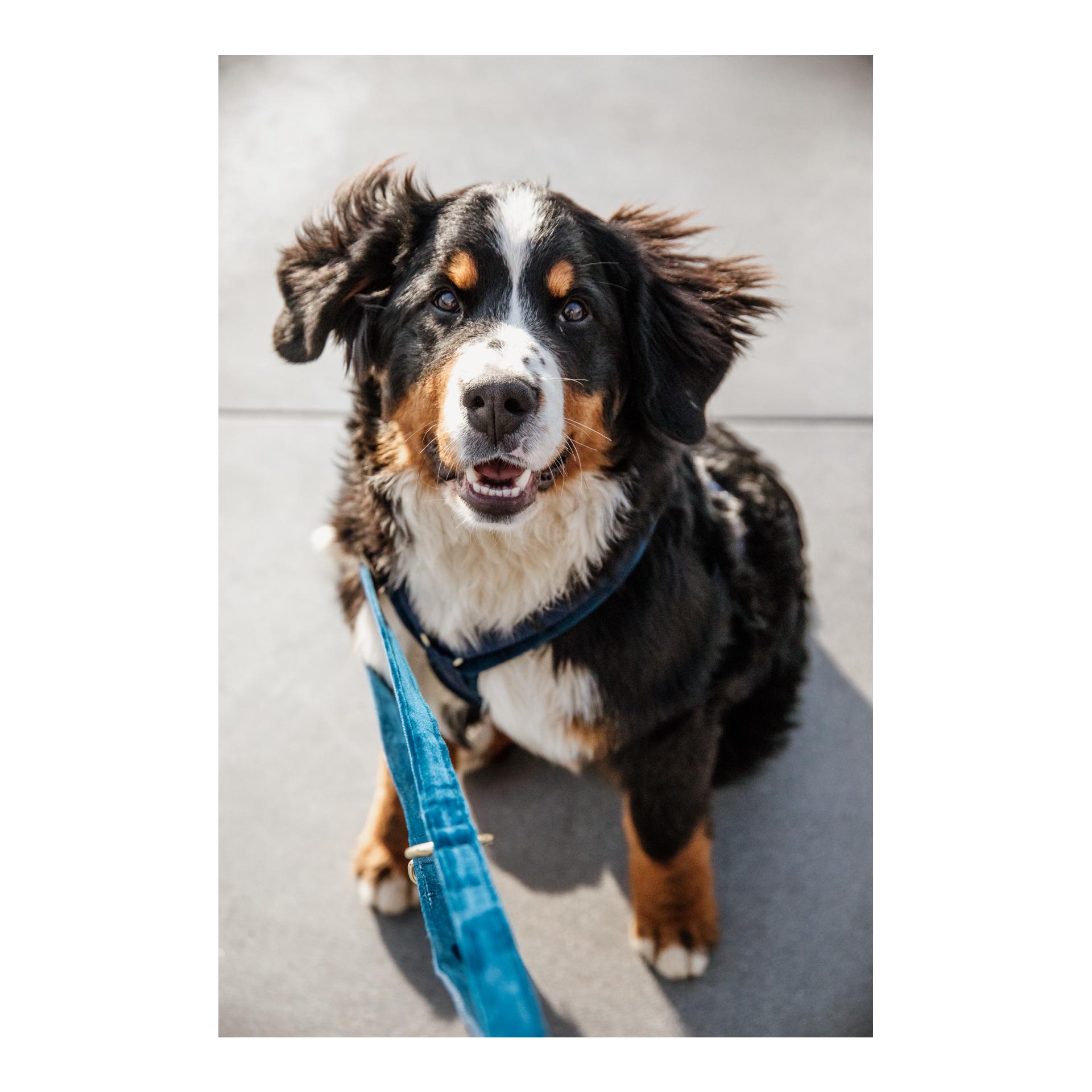 Kentucky Dogwear Laisse pour chien Velvet - bordeaux
