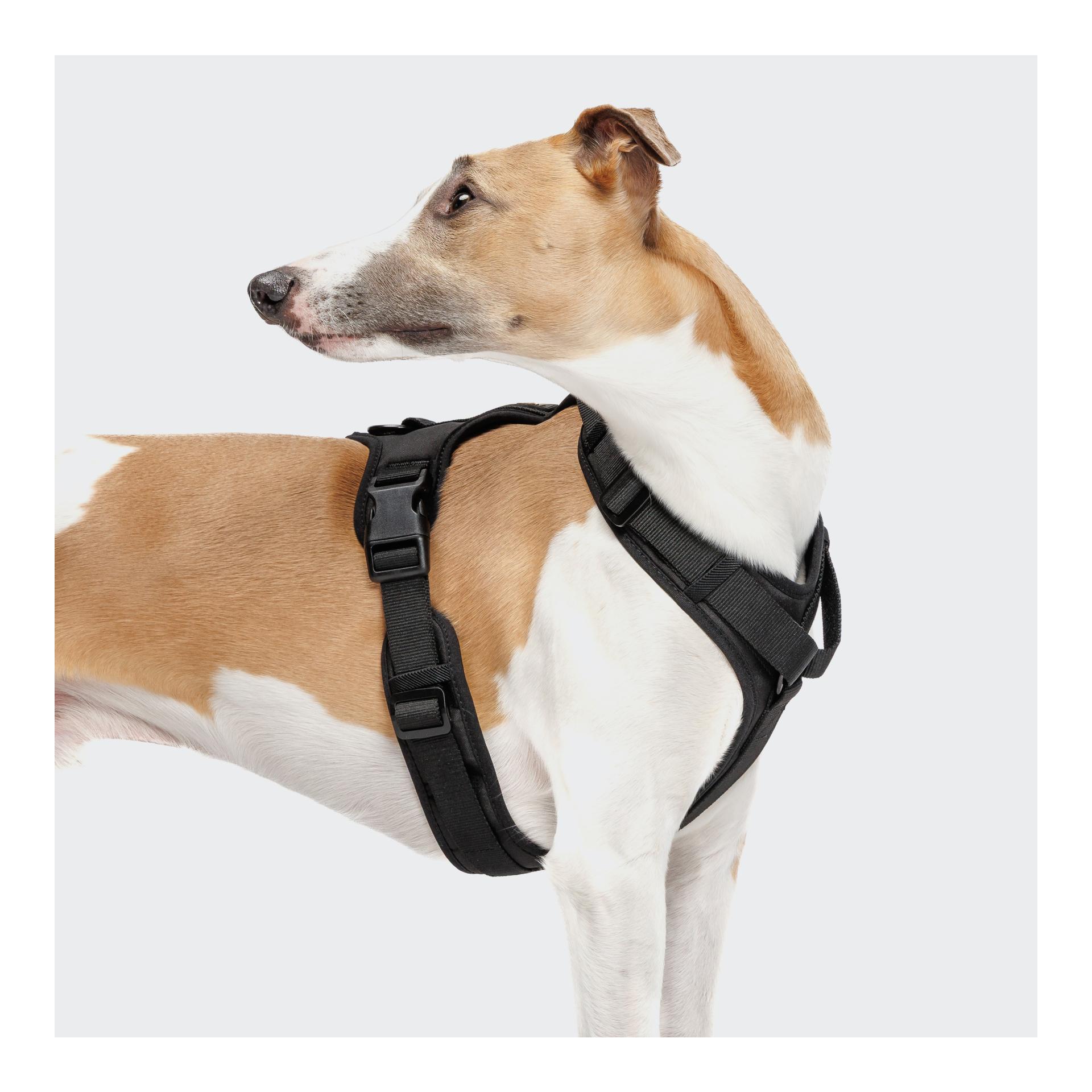 Cloud 7 Y-3-Hundegeschirr