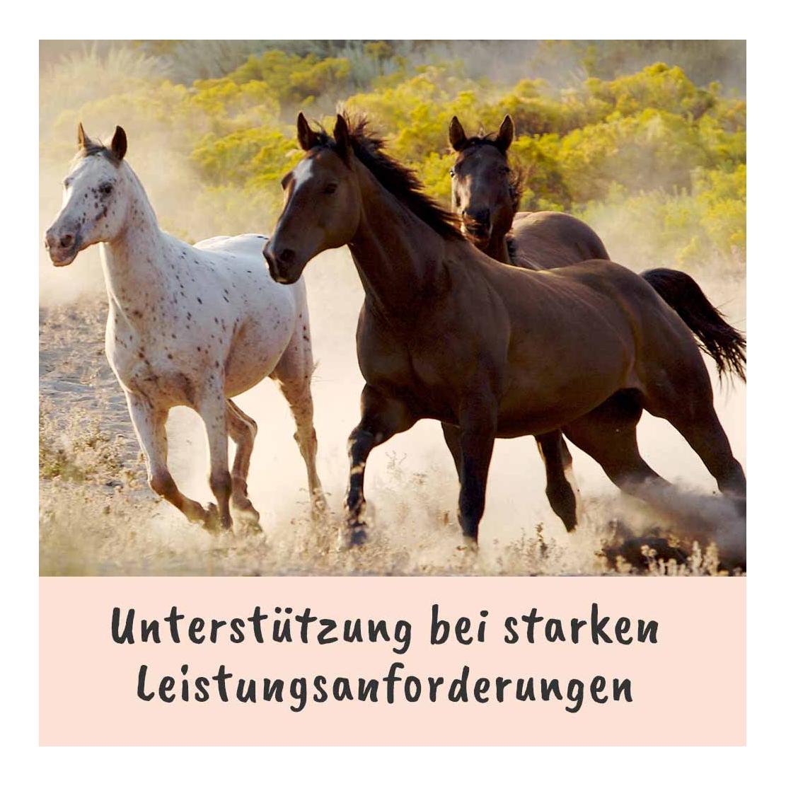 cdVet Singulares Bio-Ägyptisches Schwarzkümmelöl