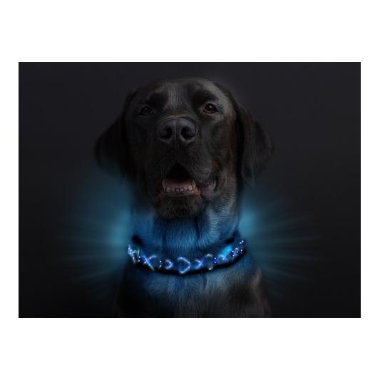 Leucht-Hundehalsband "Beauty"