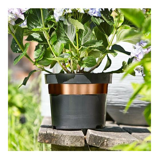 Windhager Bande anti-limaces