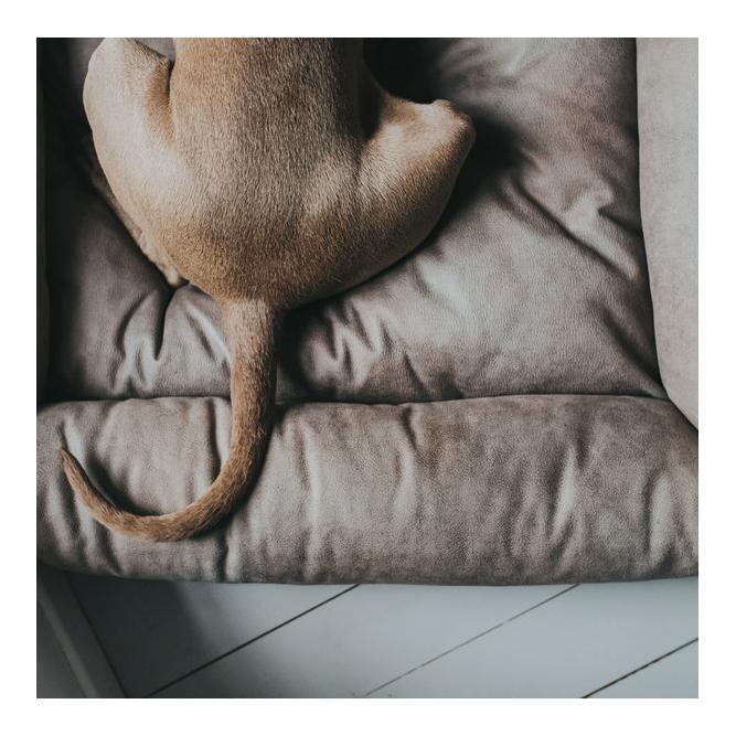 Hunter Sofa pour chiens Bologna - pierre