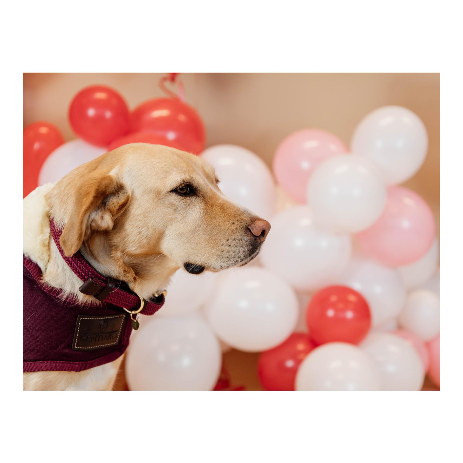 Kentucky Dogwear Hundehalsband Nylon geflochten - bordeaux