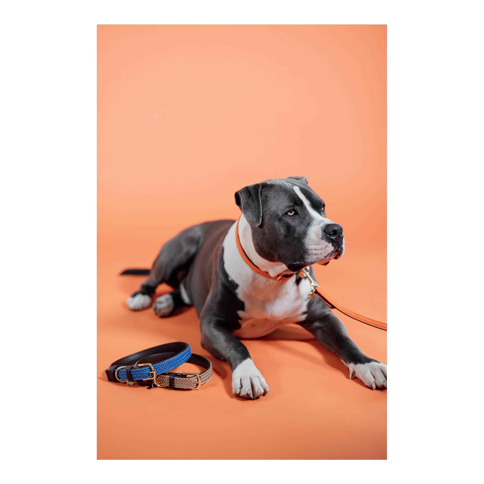 Kentucky Dogwear Collier pour chien en nylon tressé