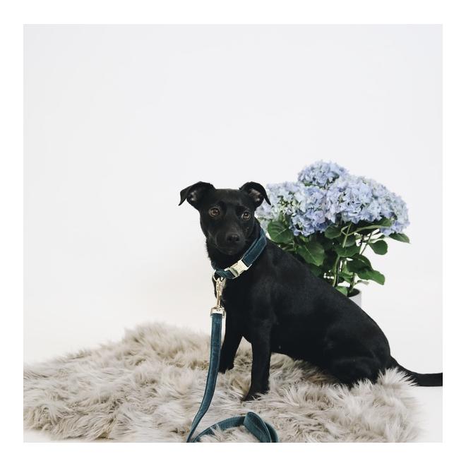 Kentucky Dogwear Laisse pour chien Velvet - emerald