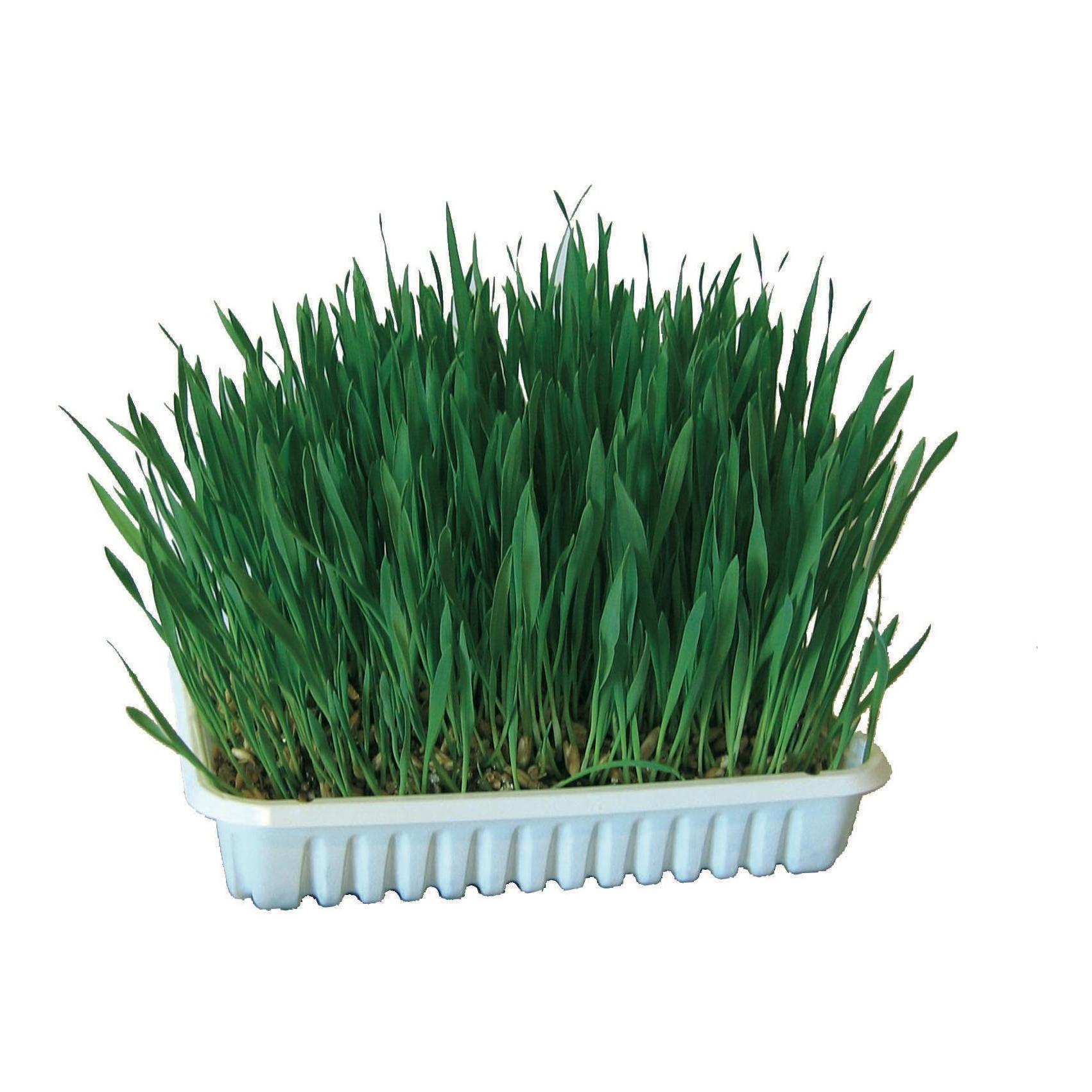 Kerbl Pet Katzengras Grün
