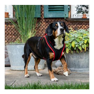 Beat Grossenbacher Dogs Fun Run harnais pour chien MUTZ