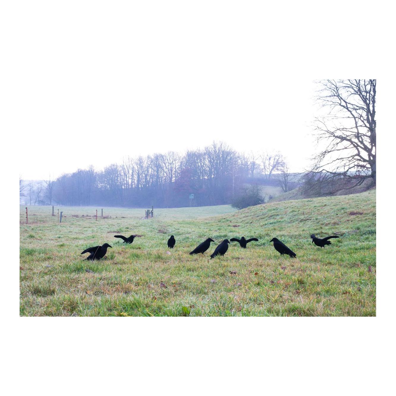 EUROHUNT Corbeaux adhésifs entiers