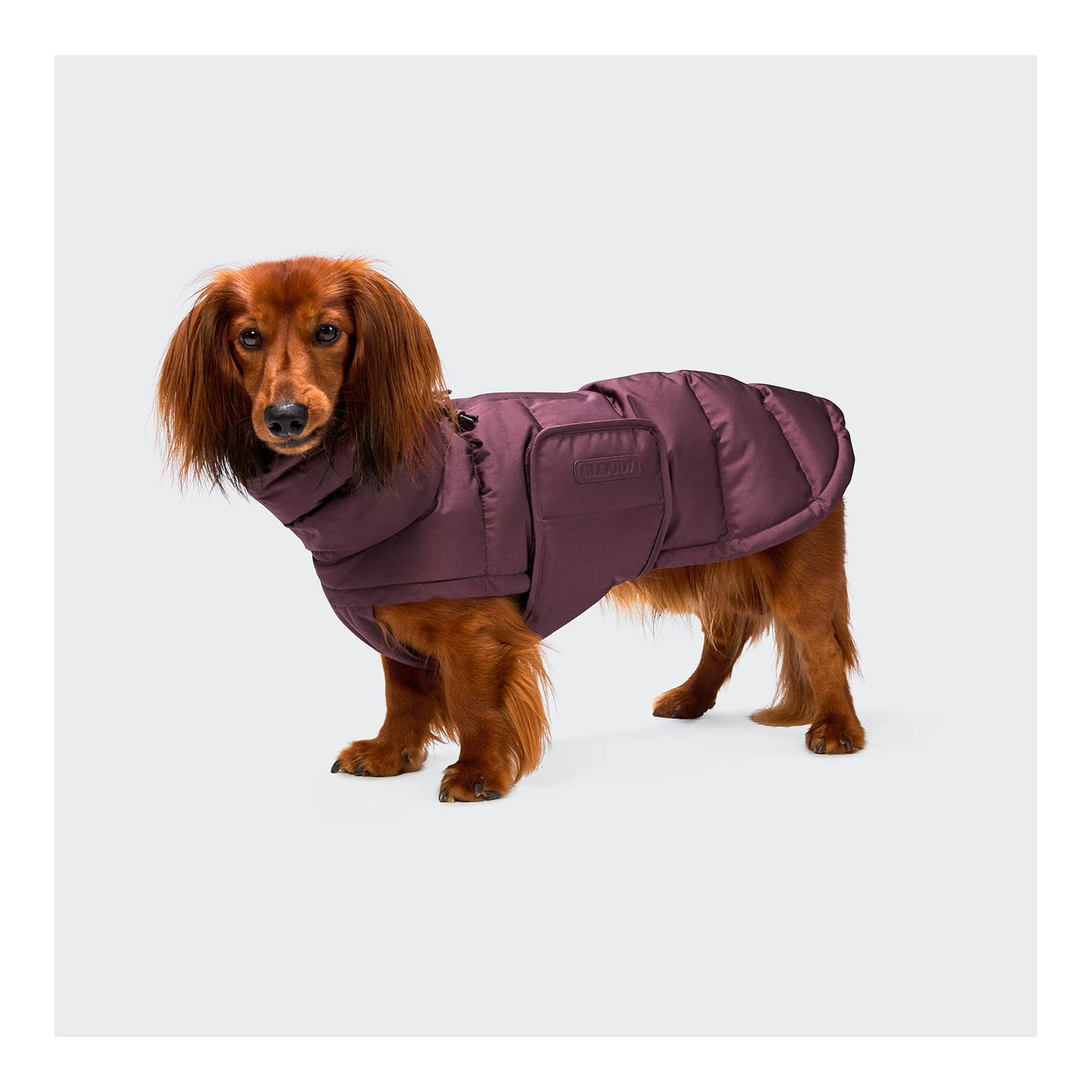 Cloud 7 Winter Hundemantel Alaska Dackel