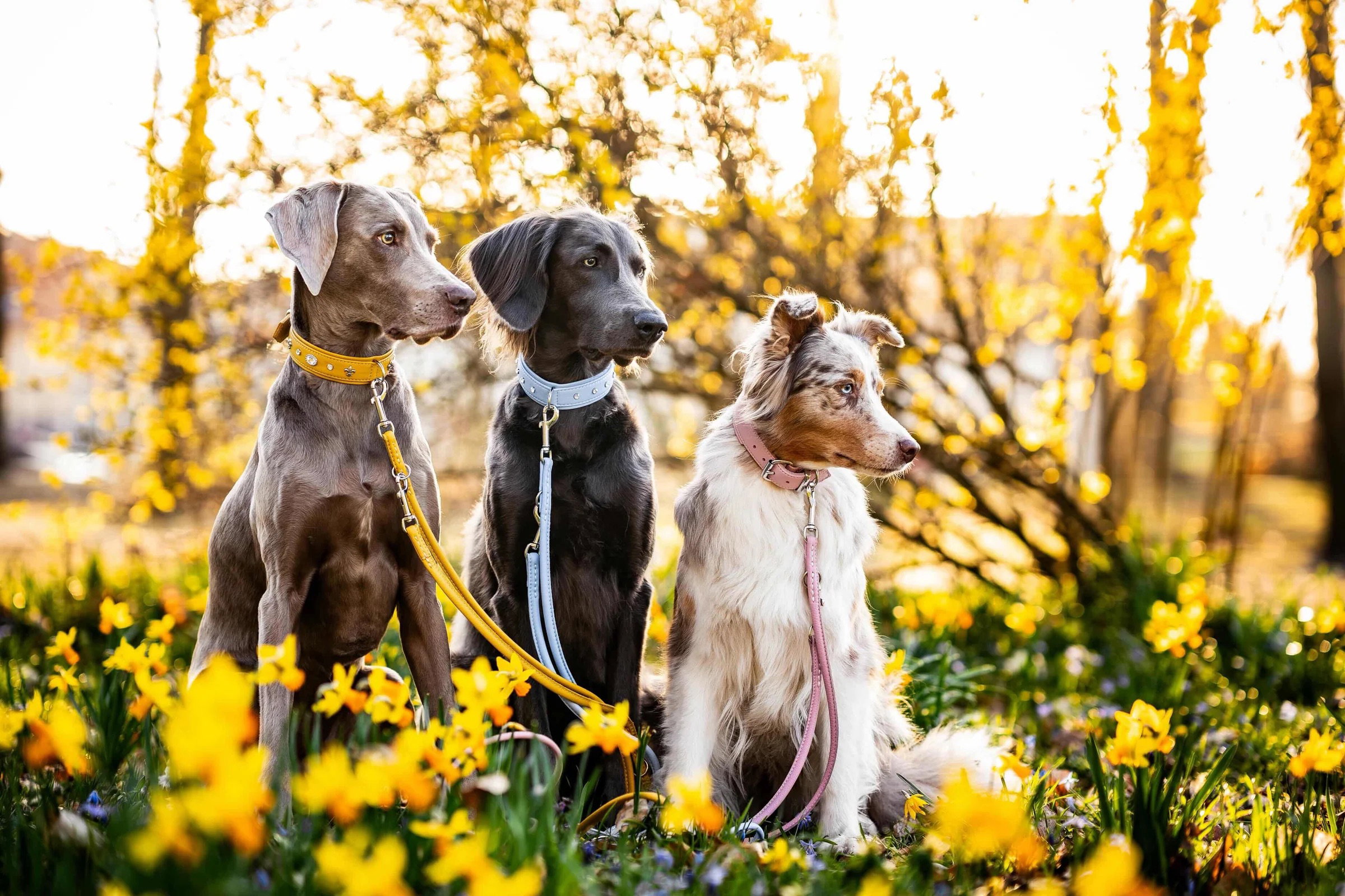 Maul Lederwaren Hundehalsband Diamond