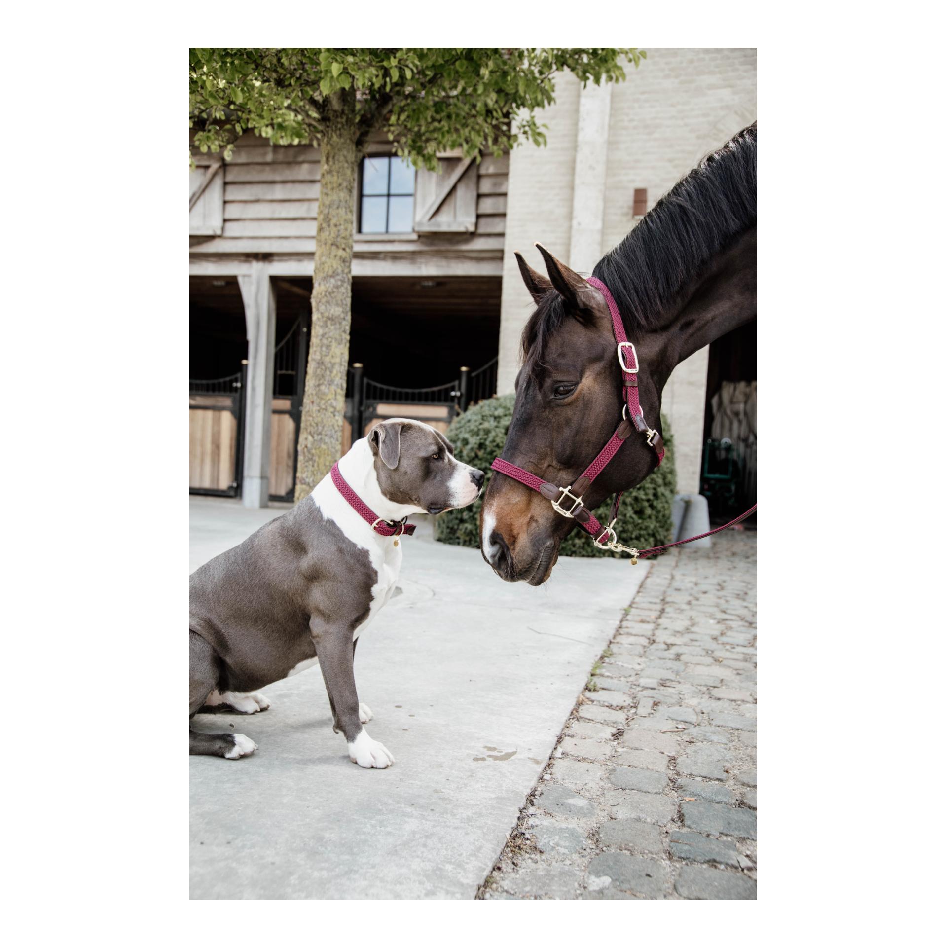 Kentucky Dogwear Hundehalsband Nylon geflochten - bordeaux