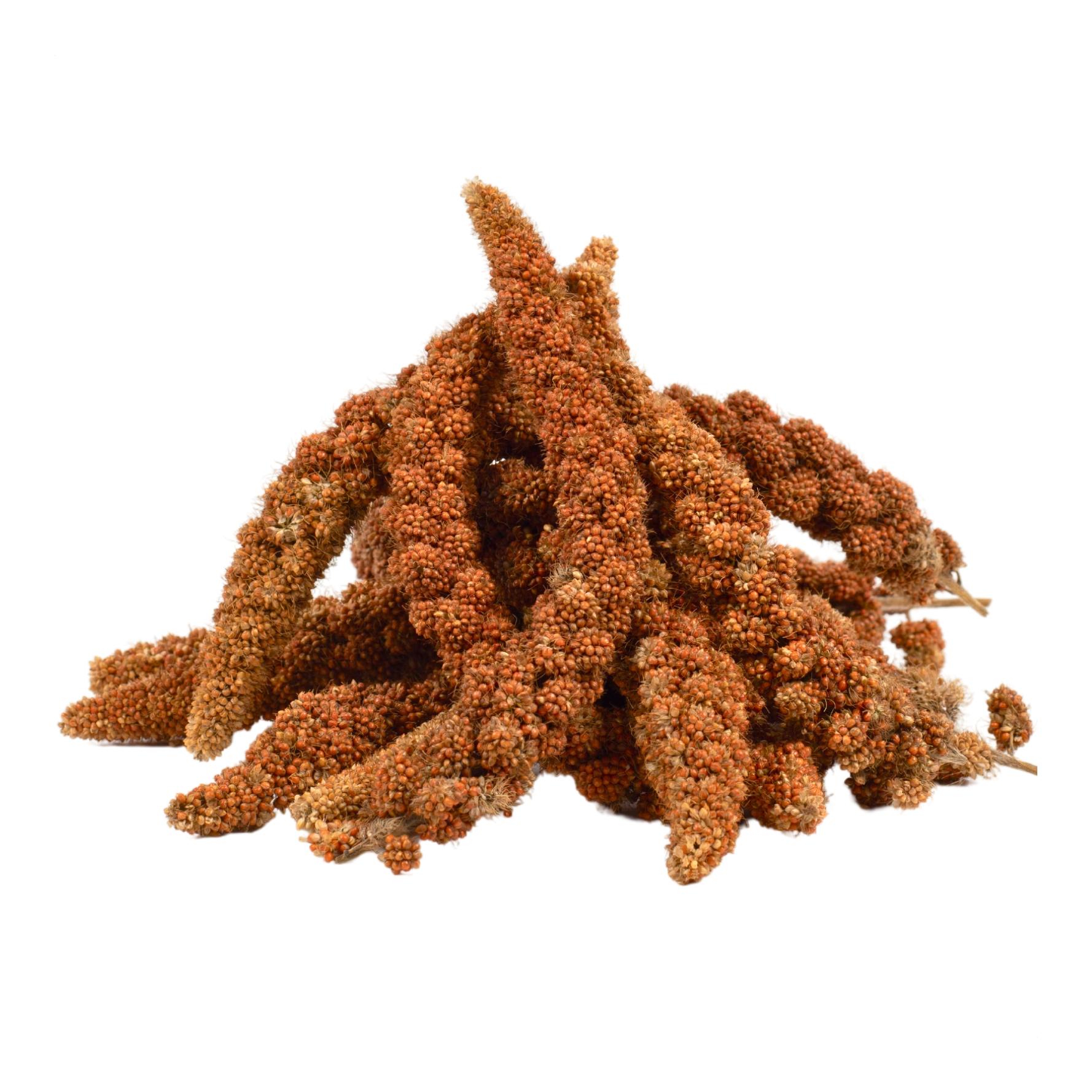 Lyra Pet Millet rouge