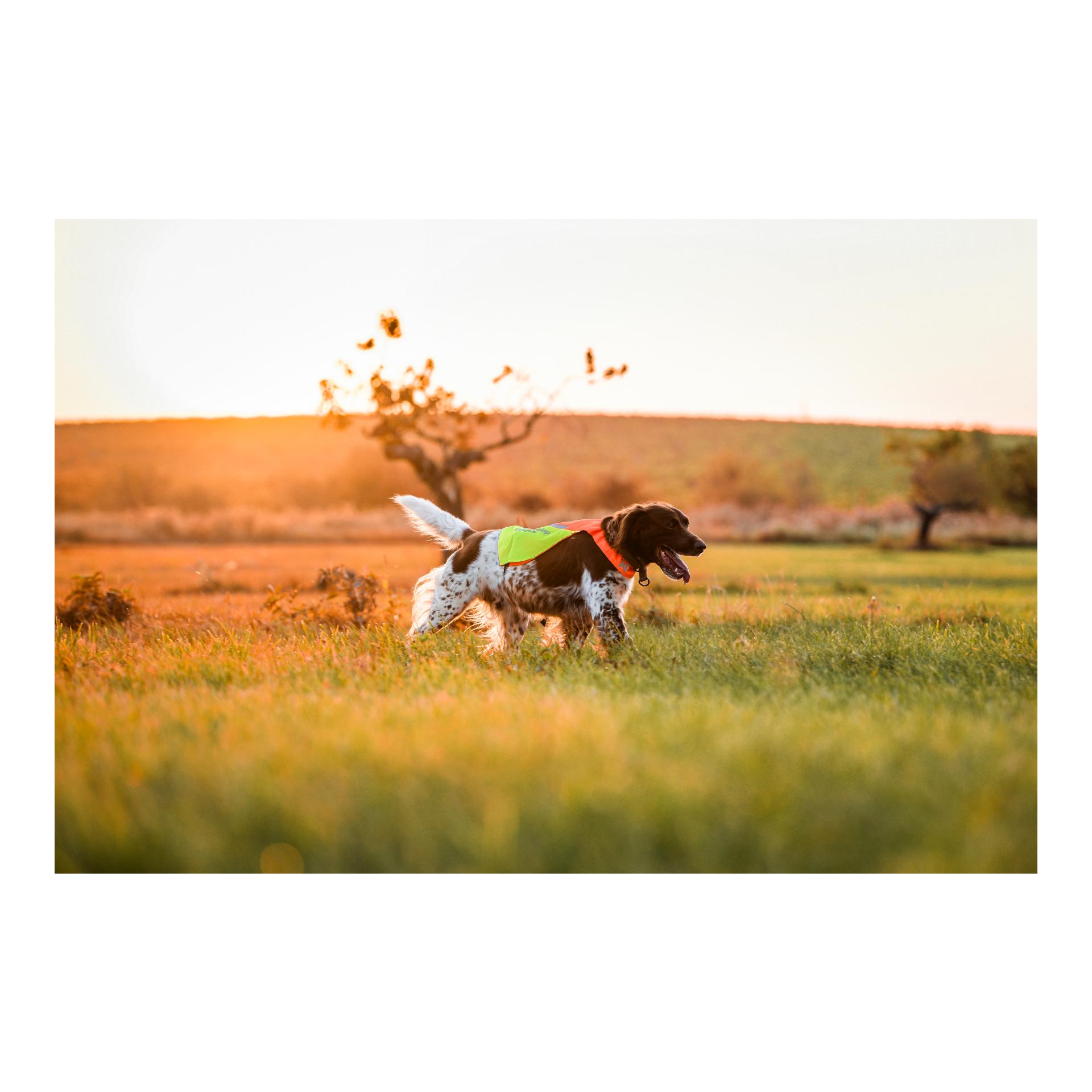 Non-stop Dogwear Housse de protection 2.0