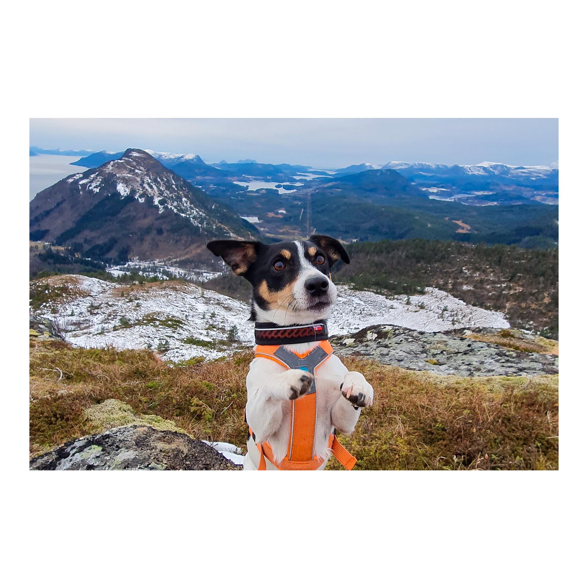 Non-stop Dogwear Collier Rock