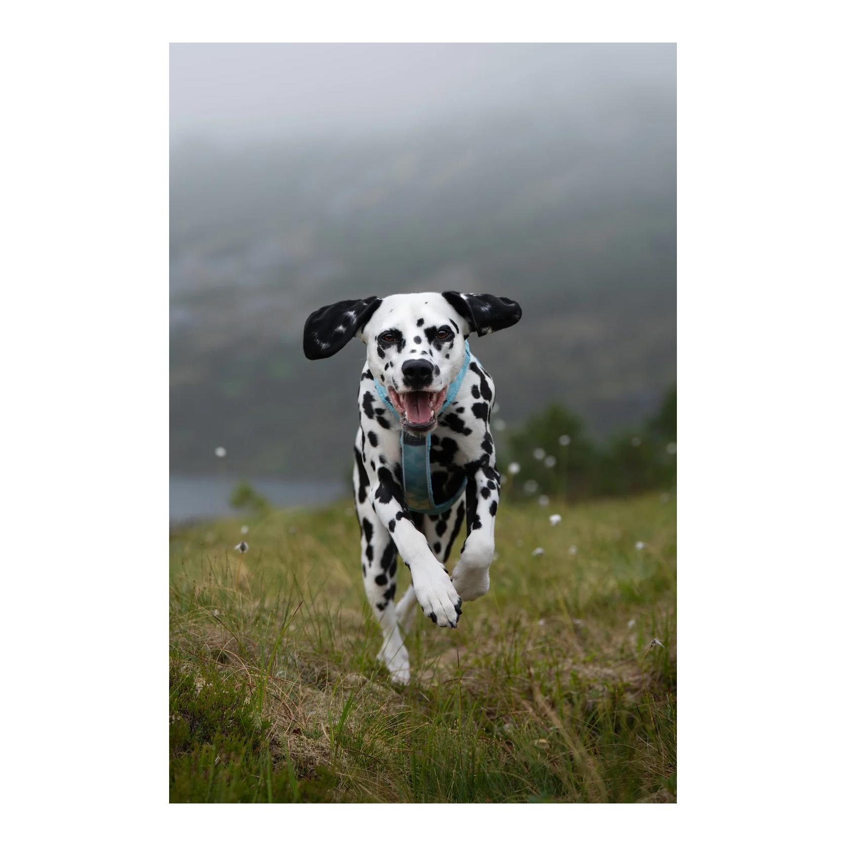 Non-stop Dogwear Hundegeschirr Trekking line harness CLIP'N™