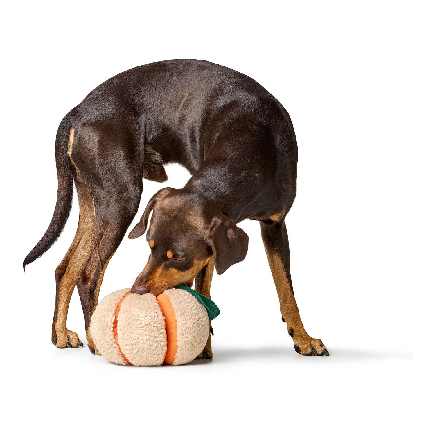 Hunter Jouet pour chien Venice Citrouille