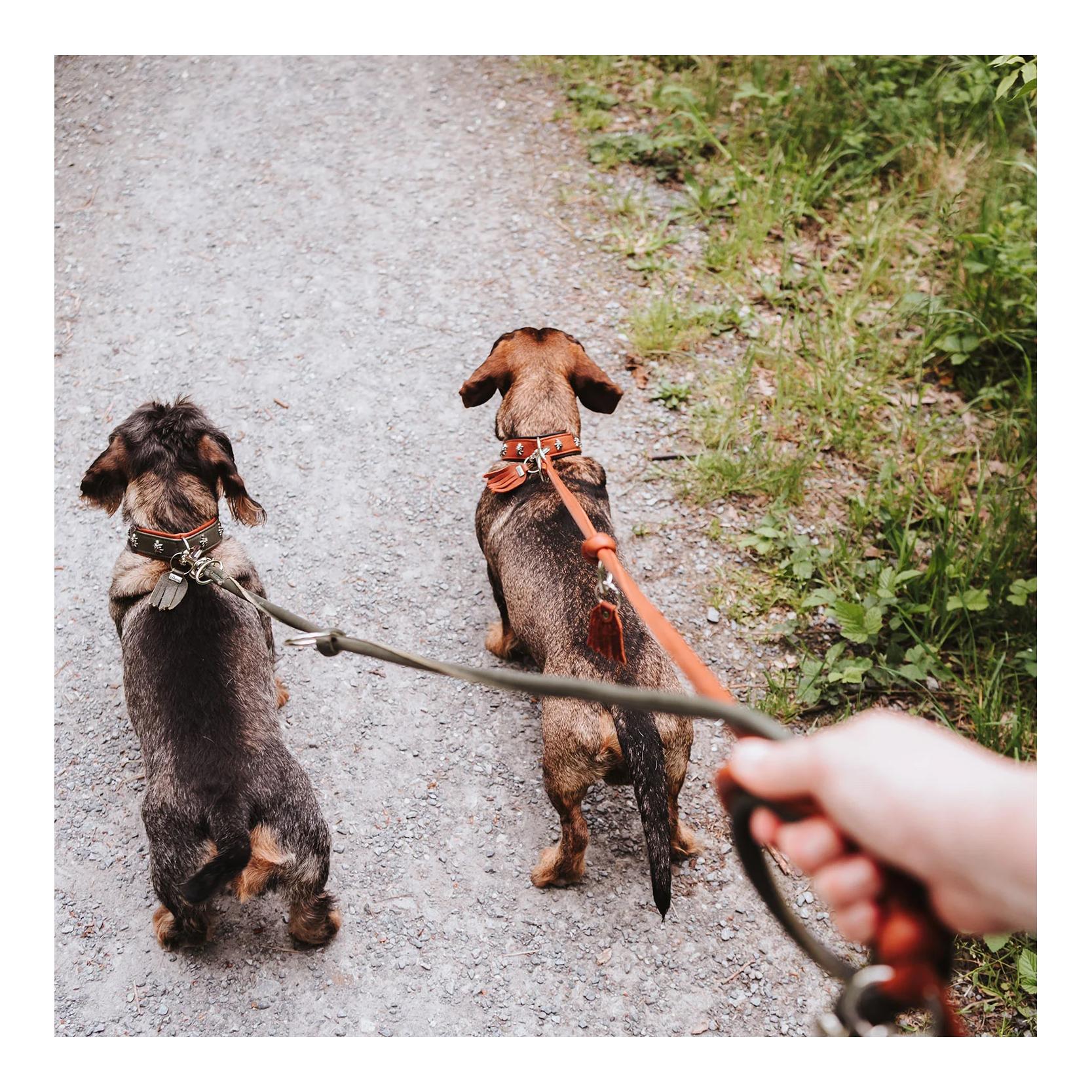 Hunter Laisse pour chien réglable Munich