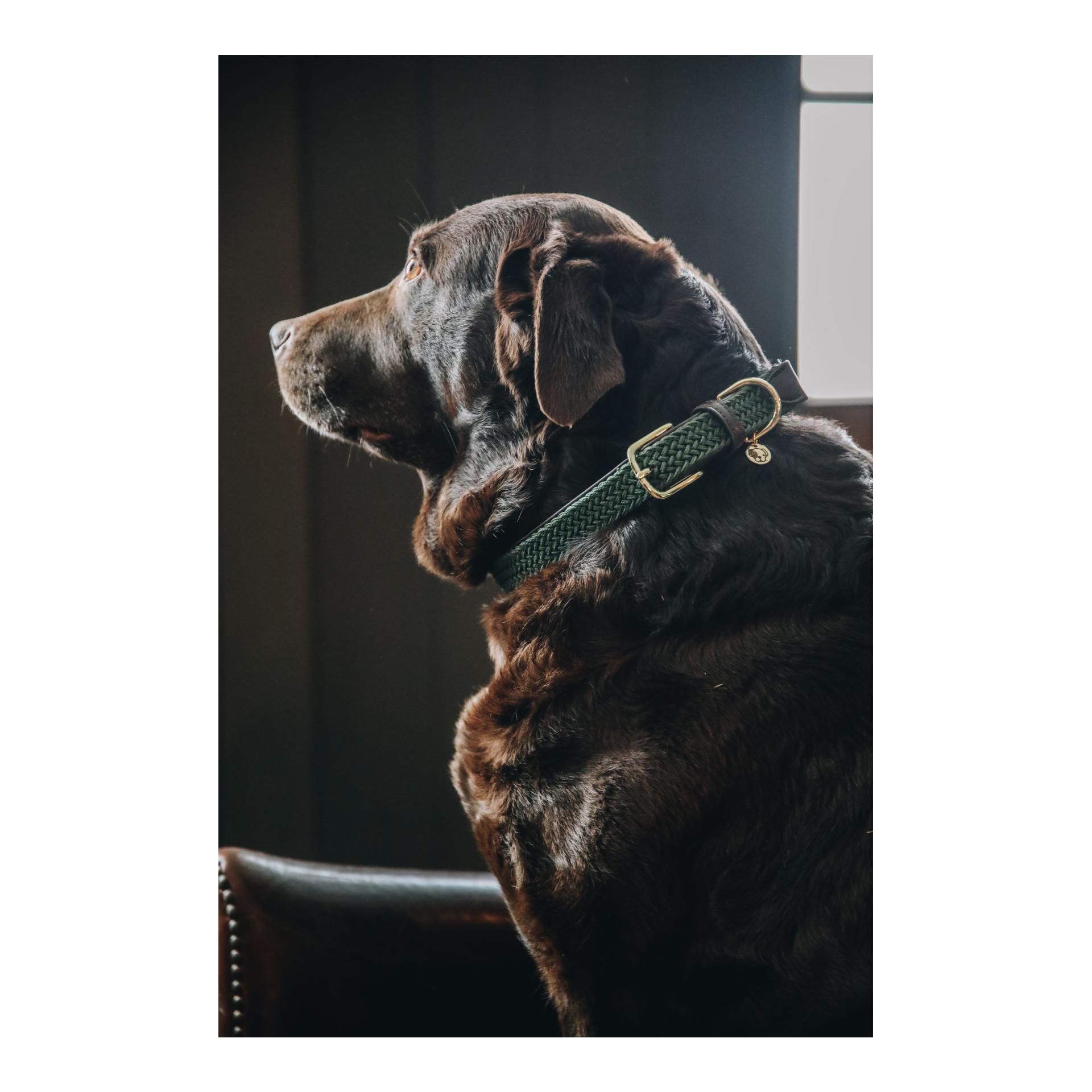 Kentucky Dogwear Collier pour chien en nylon tressé - vert olive