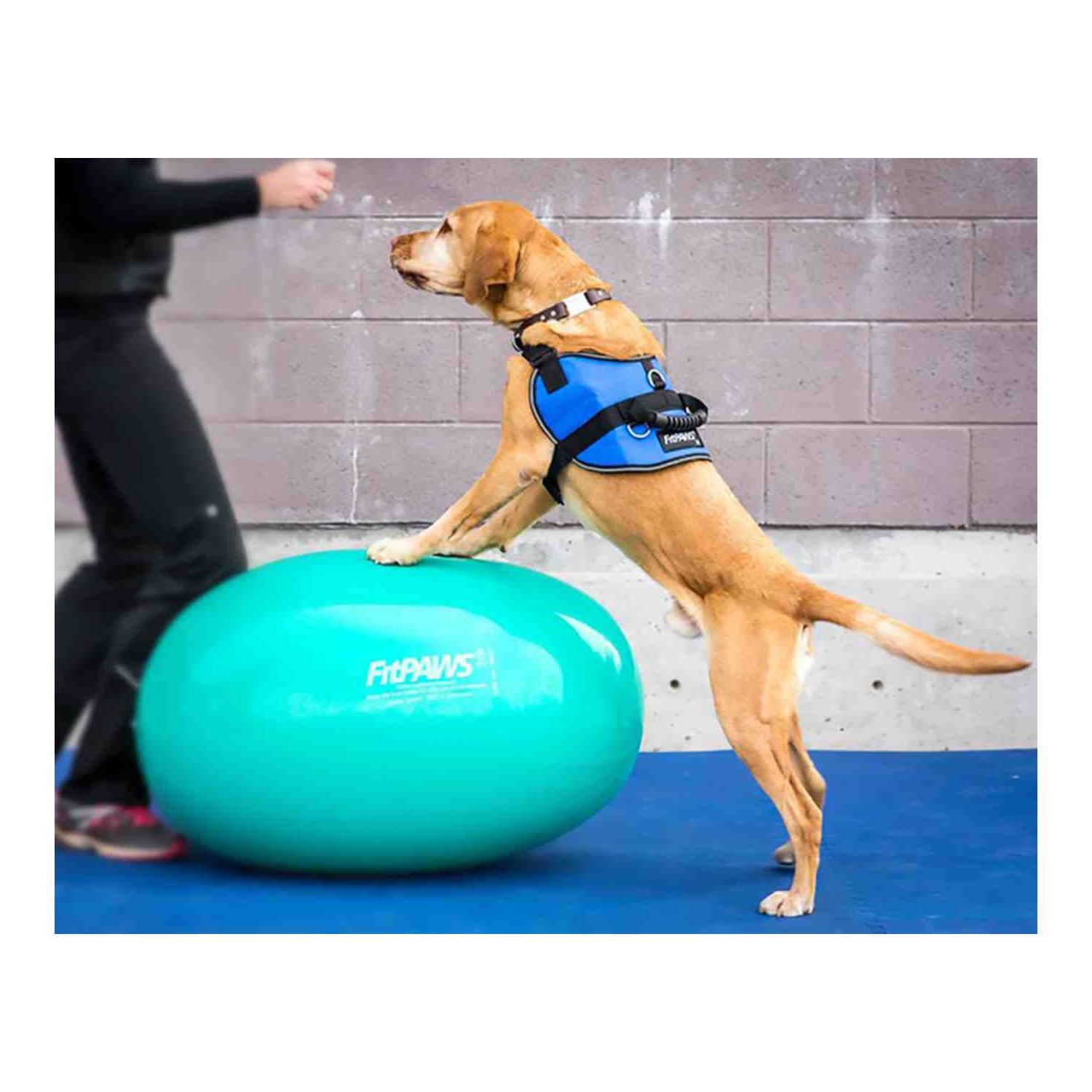 FitPaws Harnais de sécurité