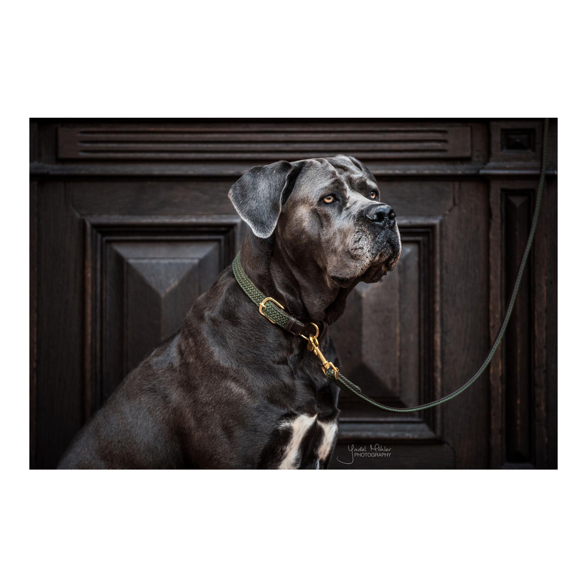 Kentucky Dogwear Collier pour chien en nylon tressé - vert olive