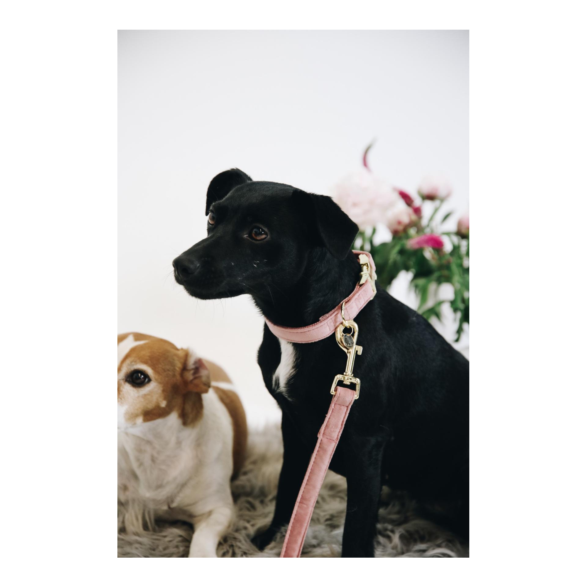 Kentucky Dogwear Collier pour chien velours - vieux rose