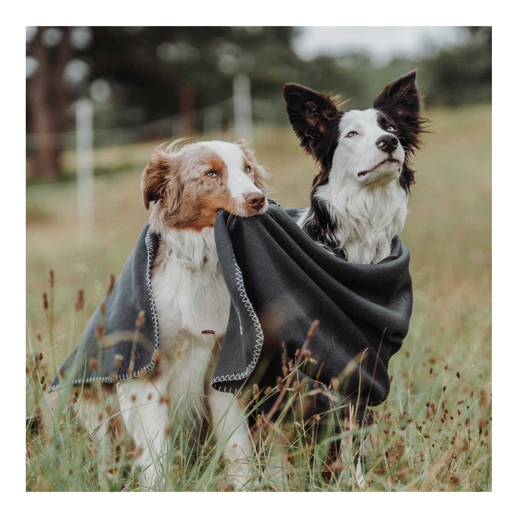 Hunter Hundedecke Casper