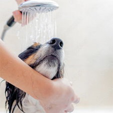 HP-Hund-Pflege