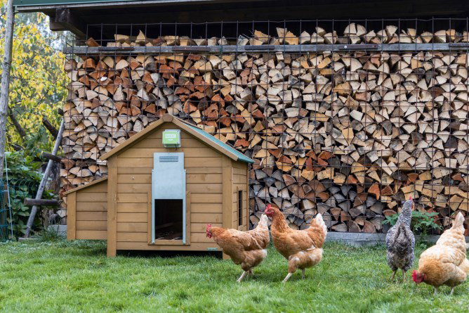 Kerbl Hobbyfarming Automatische Steuerung für Hühnertür Basic