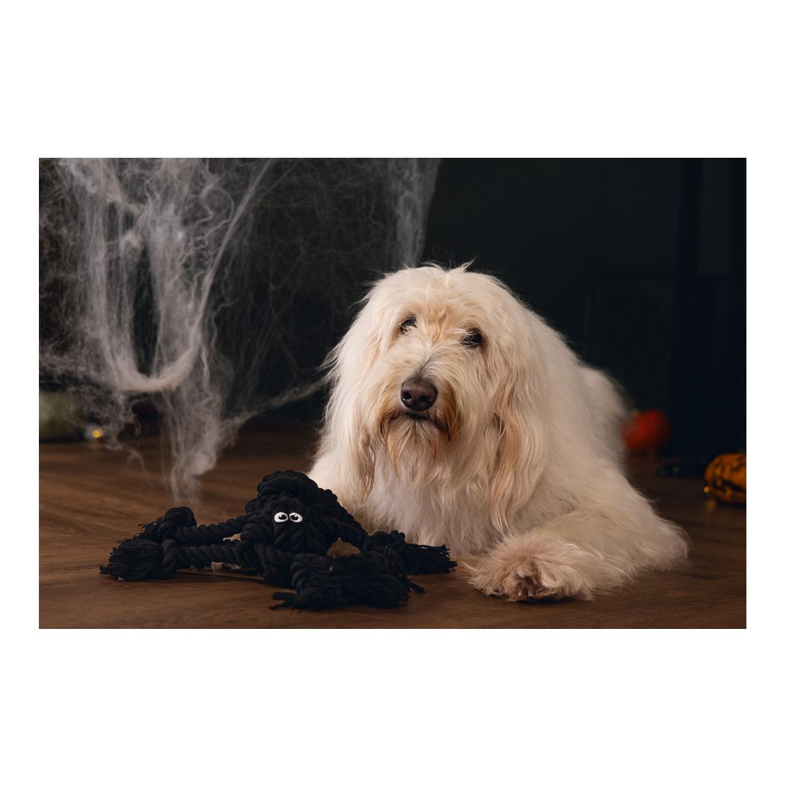 Beeztees Araignée en corde d'Halloween pour chiens