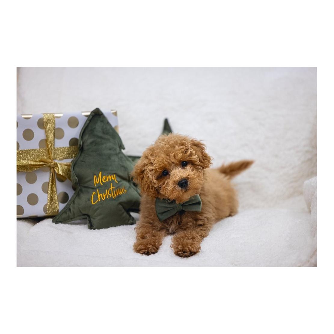 Designed by Lotte Hundespielzeug Tannenbaum Samt