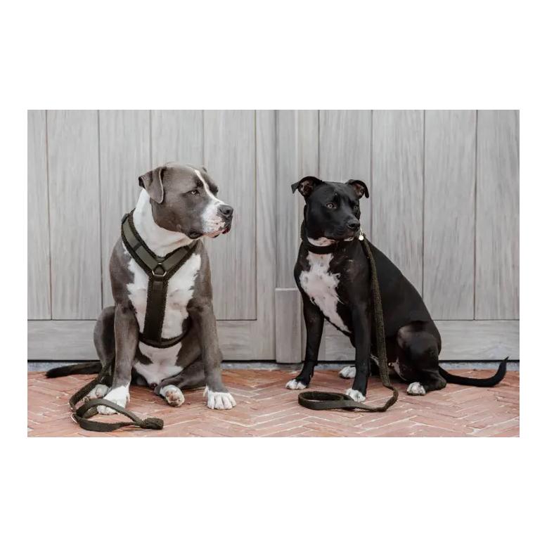 Kentucky Dogwear Collier de chien Teddy Fleece