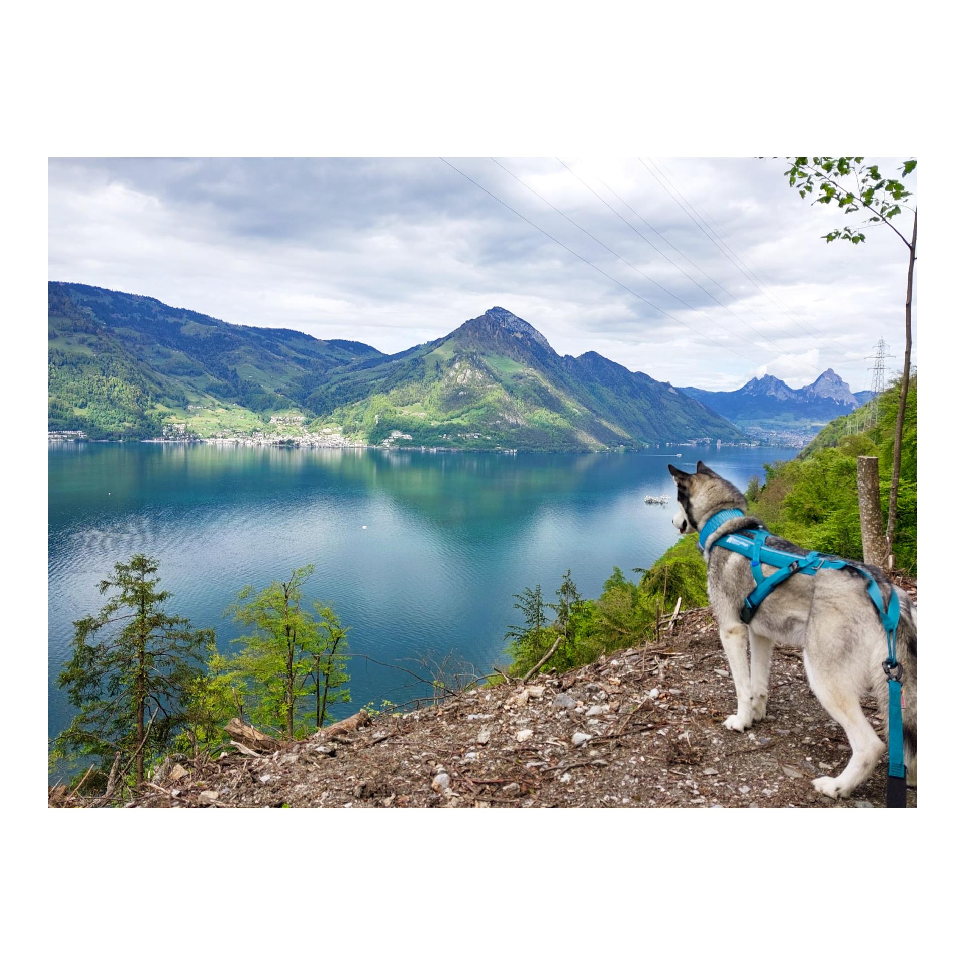 Non-stop Dogwear Zuggeschirr Freemotion Harness 5.0