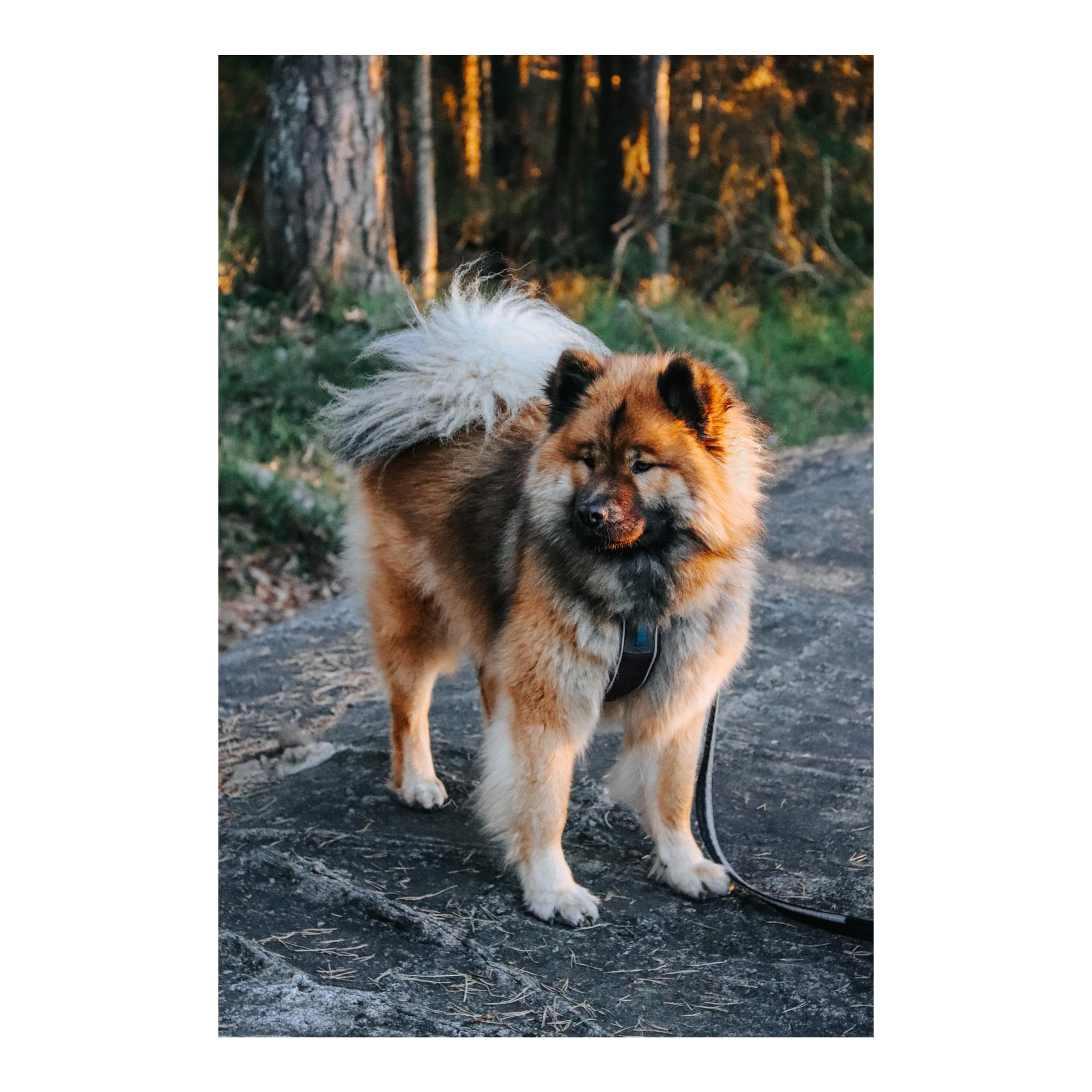 Non-stop Dogwear Strong Leash