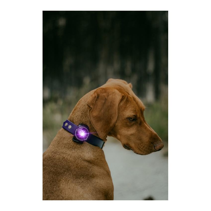 Orbiloc Safety Light Orbiloc Dog Dual - violett