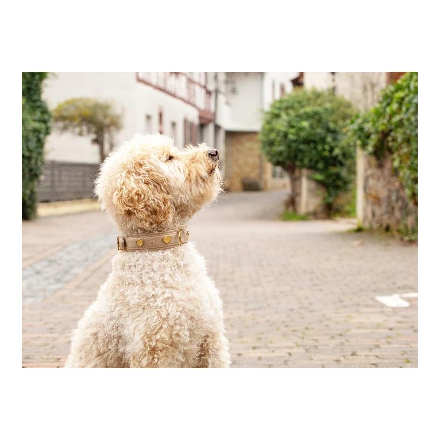 Maul Lederwaren Hundehalsband Ciao Mama