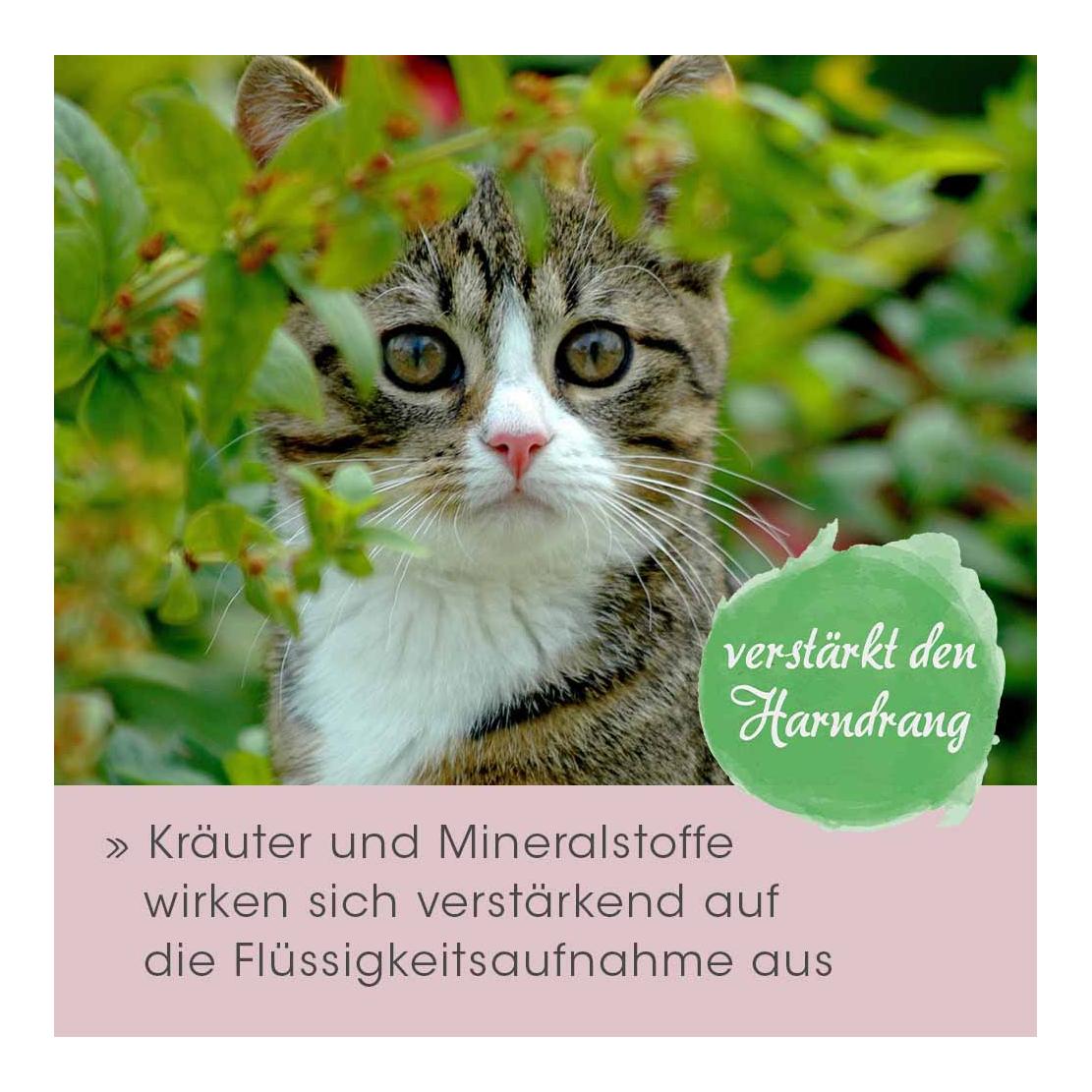 cdVet feliTATZ HarnwegeWohl