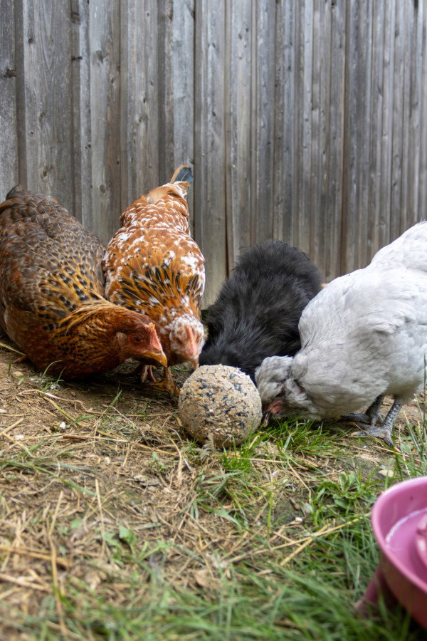 Kerbl Hobbyfarming boule de ramassage