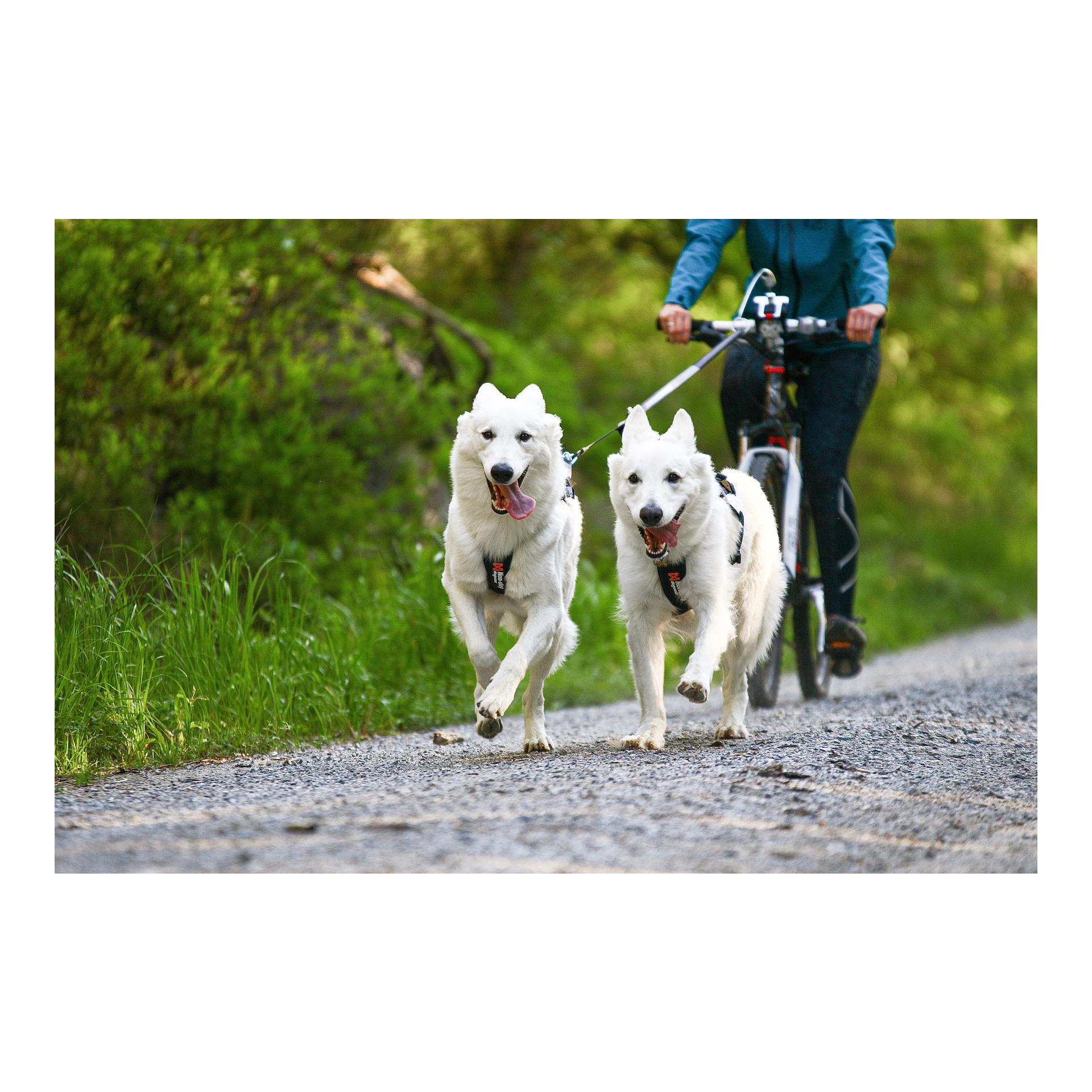 Non-stop Dogwear Freemotion Harness