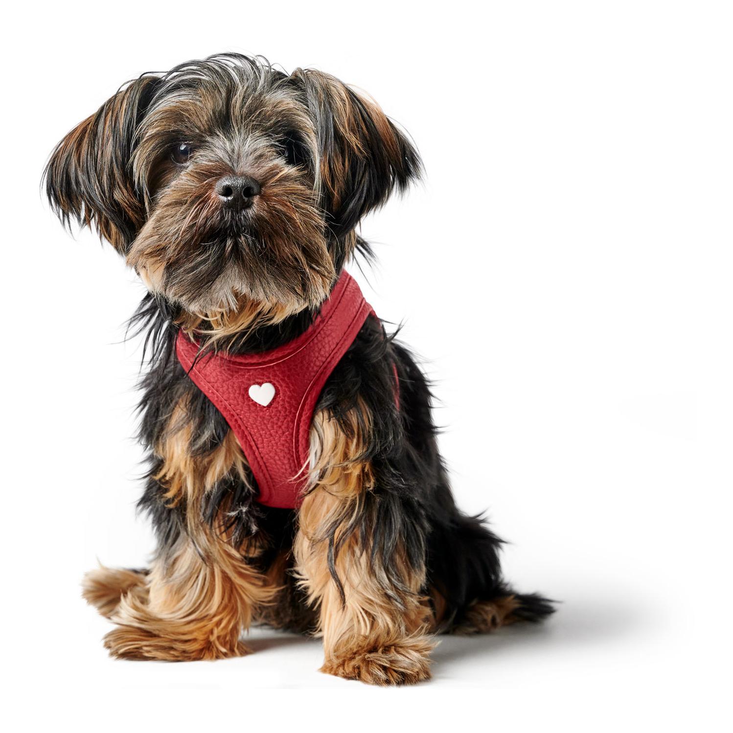 Hunter Harnais pour chien Love