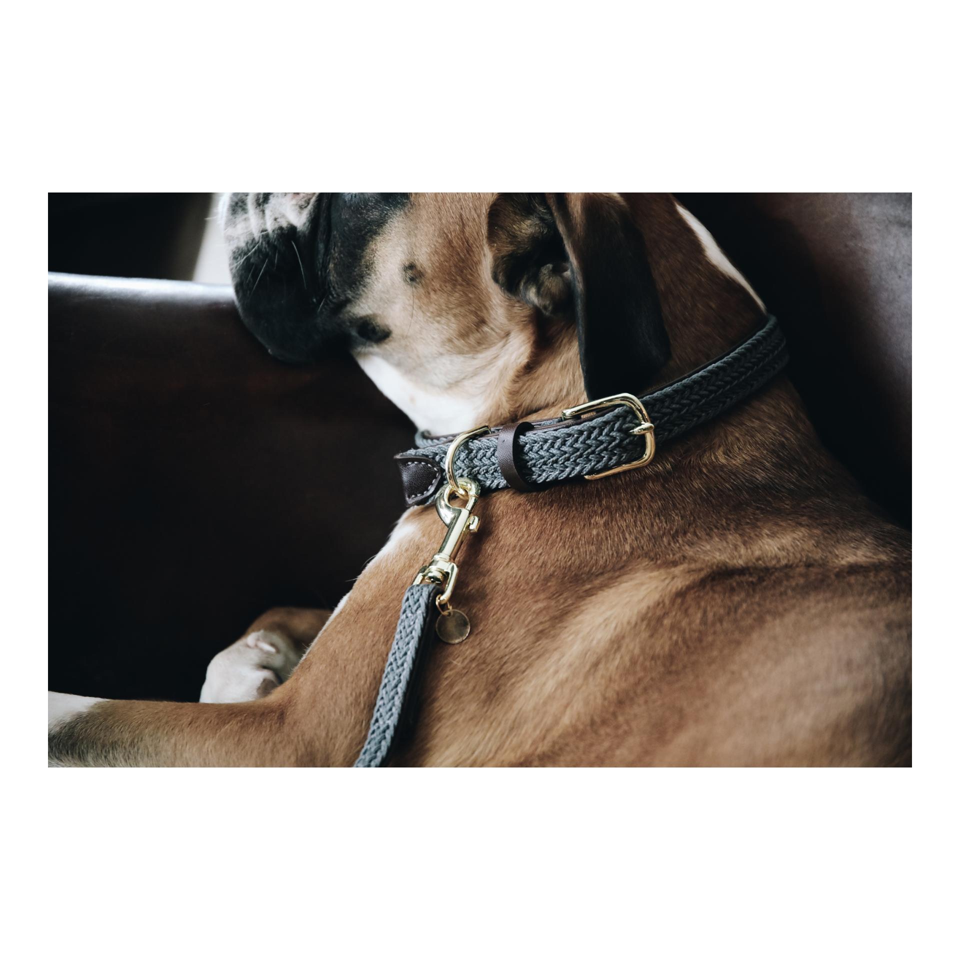 Kentucky Dogwear Collier pour chien en nylon tressé - gris