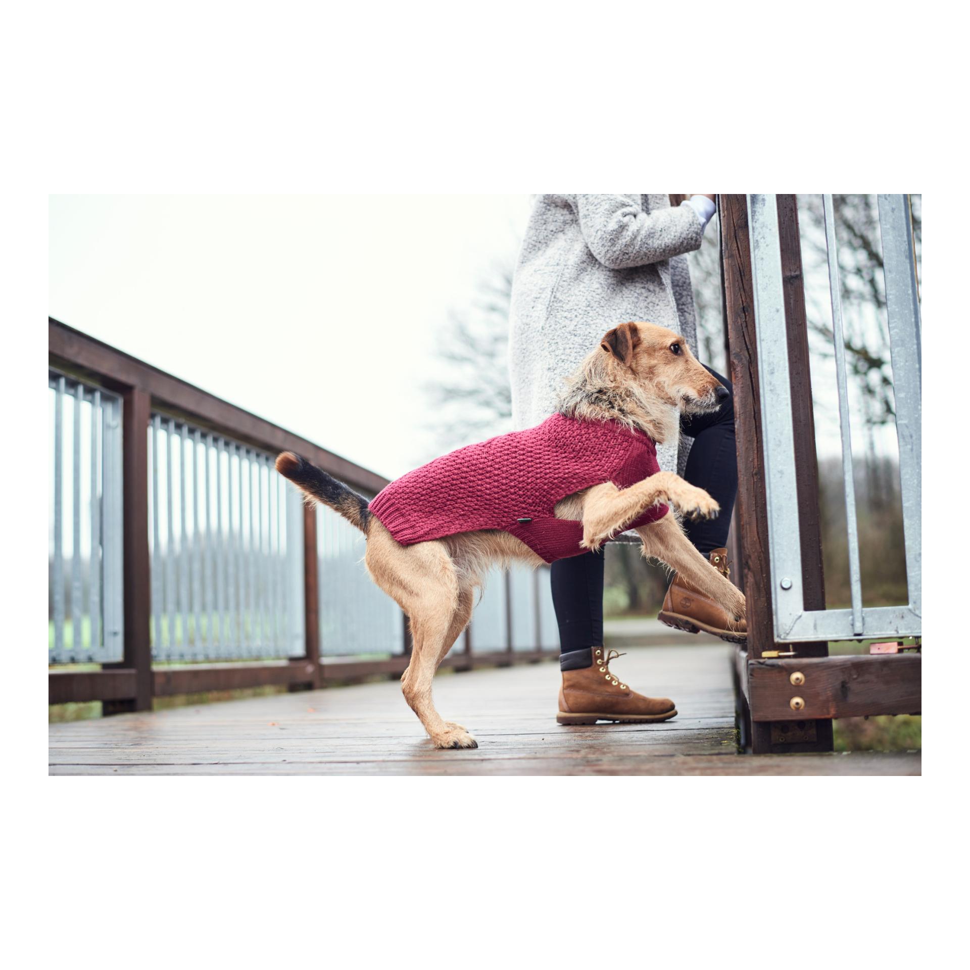 Hunter Pullover pour chien Malmö - bordeaux