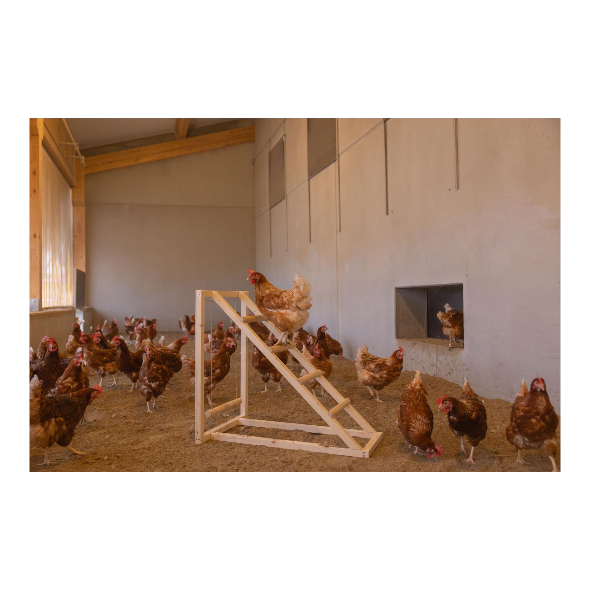 Kerbl Hobbyfarming Kletterturm mit Schaukel für Hühner