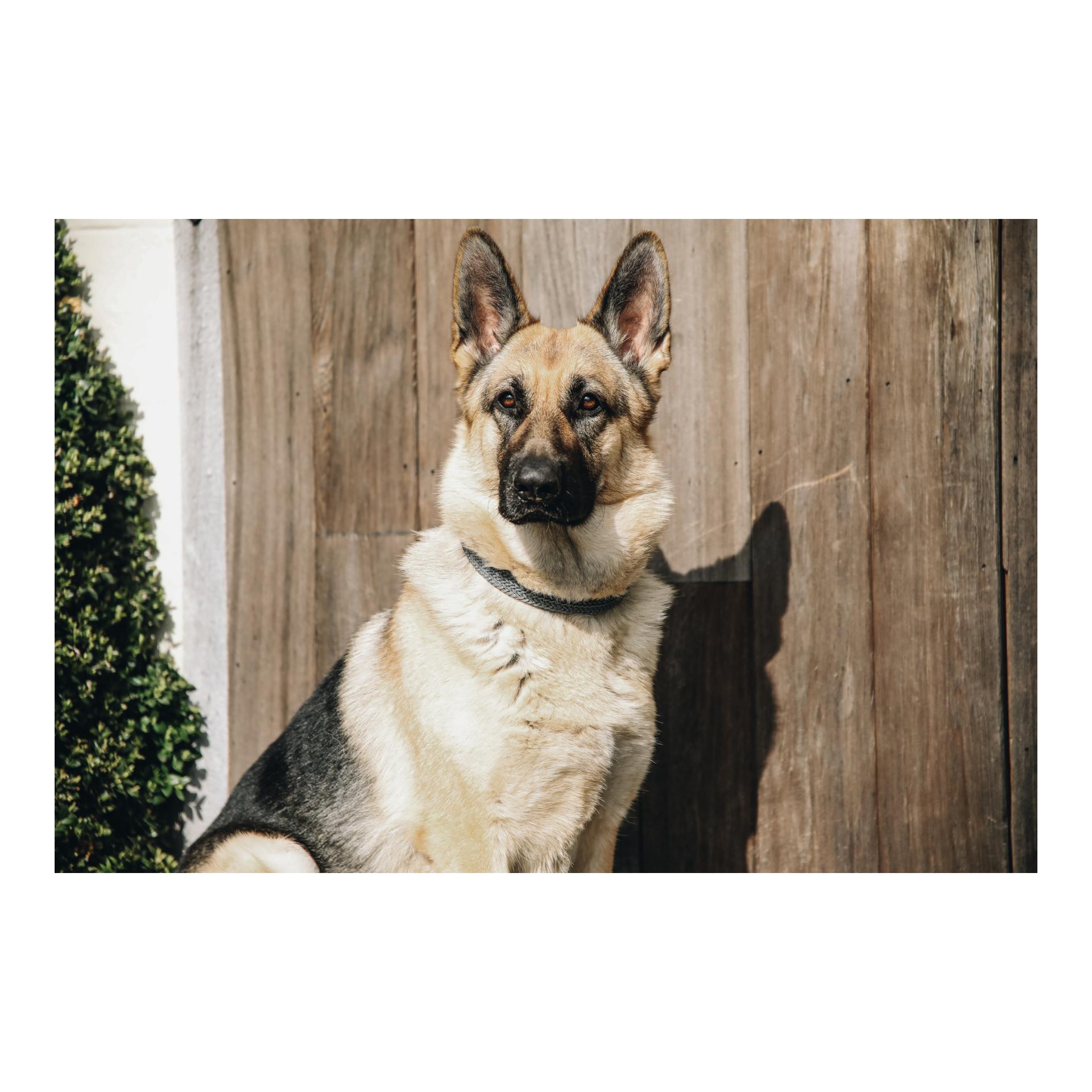 Kentucky Dogwear Collier pour chien en nylon tressé - gris