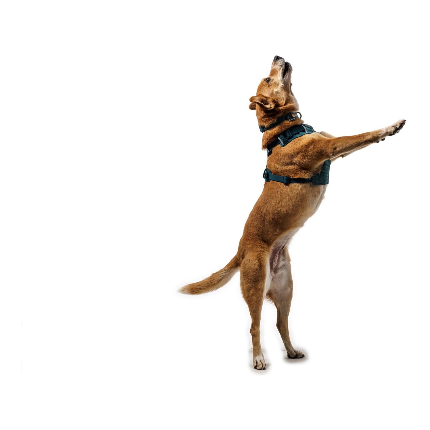 Ruffwear Front Range® Flex Harnais pour chien