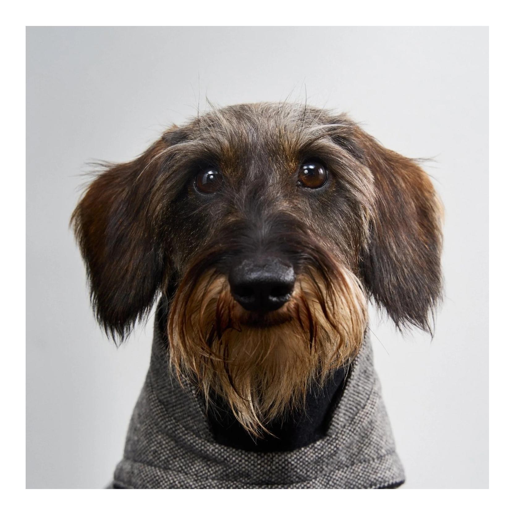 Cloud 7 Winter Hundemantel Brooklyn Dackel