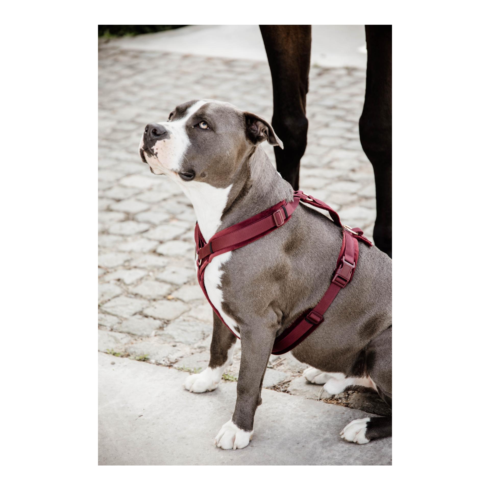 Kentucky Dogwear Harnais pour chien actif velours