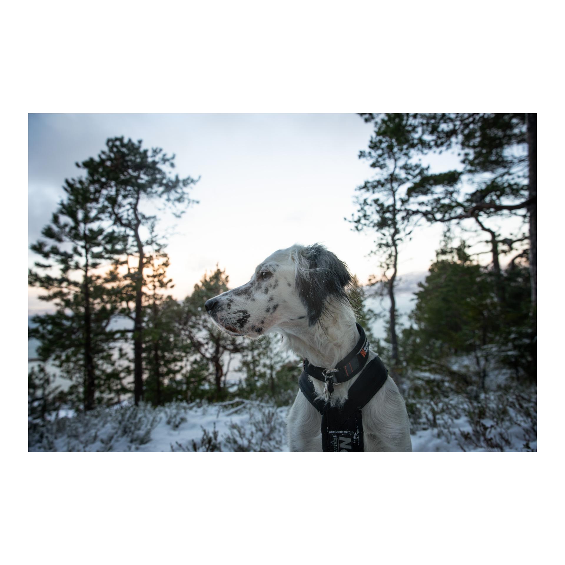 Non-stop Dogwear Collier Rock