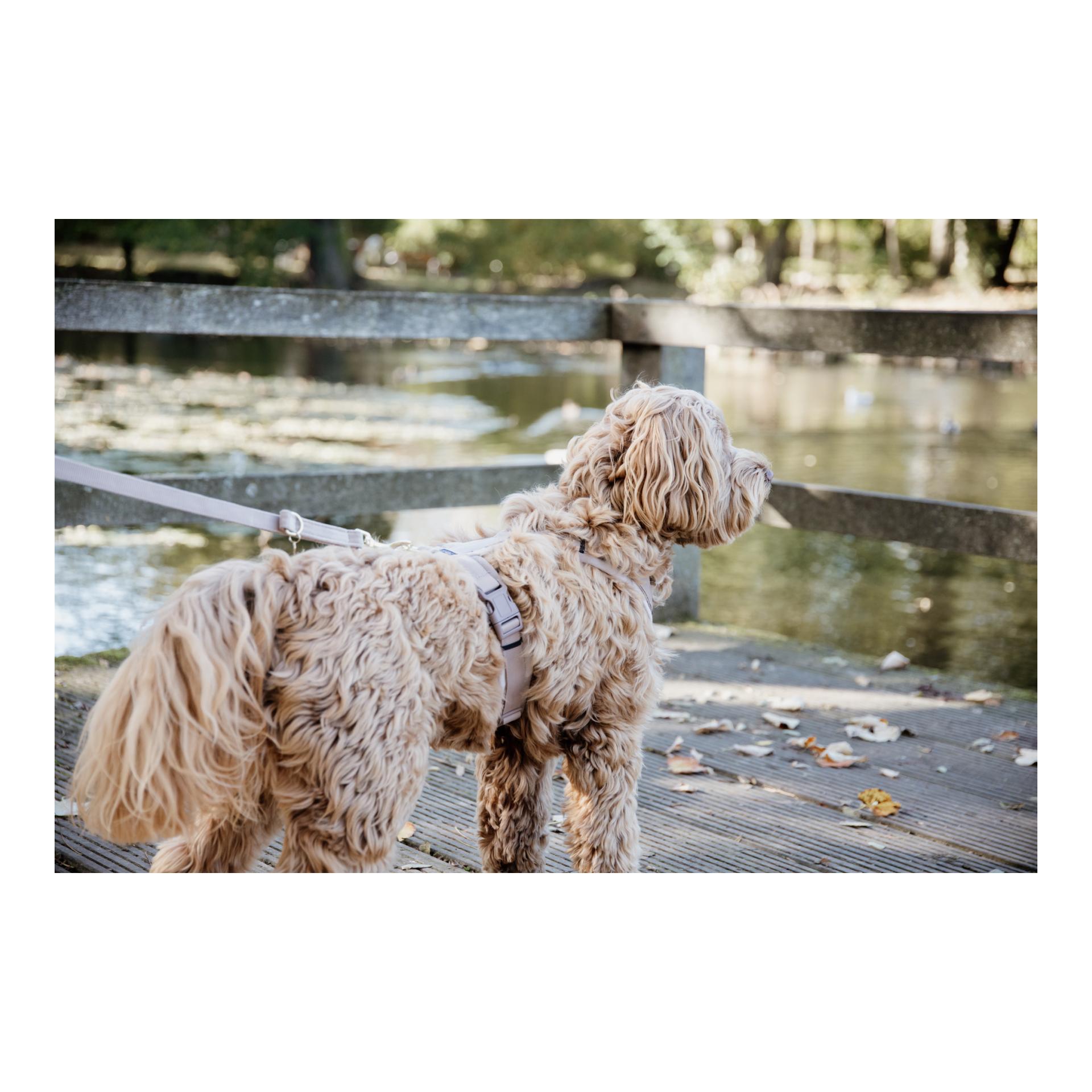 Kentucky Dogwear Hundegeschirr Active Velvet